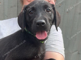 5 gorgeous Labrador puppies for sale