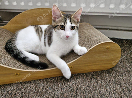 Cat for sale - Half British shorthair and domestic