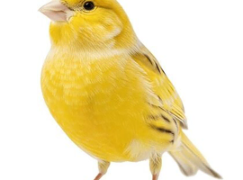 Canaries for ever home