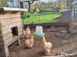 Lemon pekin bantam chickens POL