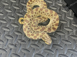 Red line Hognose female