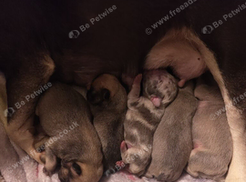 4 female french bulldogs puppies