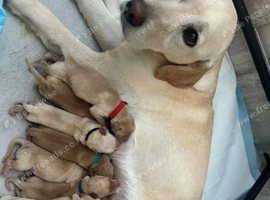 Stunning yellow (light - fox red) labrador puppies
