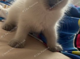 Ragdoll kitten needing new home