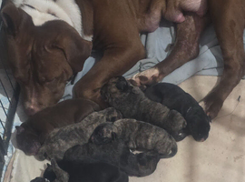 Beautiful american p bully x presa canario pups