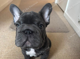 Sadly Selling our beloved French Bulldog