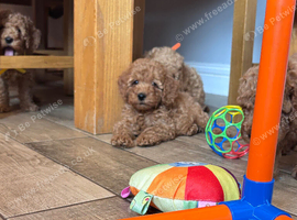 KC reg Min Poodle Puppies