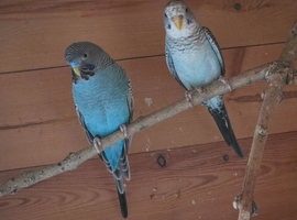 Pair of black wing and black face budgies