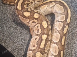 Female ball python