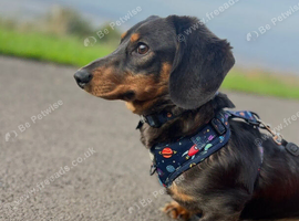 2 Year Old Male Miniature for Rehoming