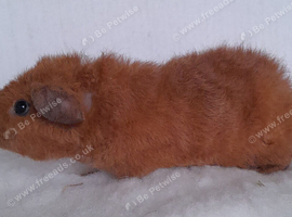 One Teddy Boar looking for his new home