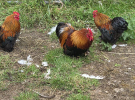 3 X pekin cockerels for sale