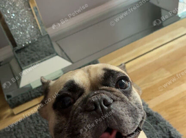 Male French bulldog