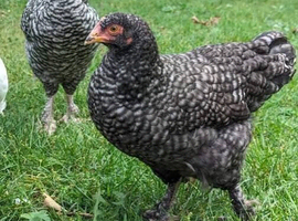 Two Cuckoo Maran Bantam Hens