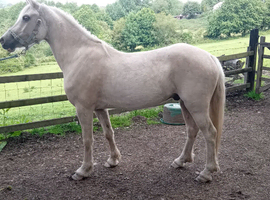 Palomino Welsh Section D