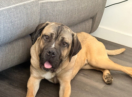 Cane corso cross