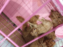 Toy poodle