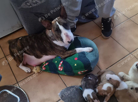 Bullterrier puppy