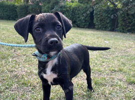 Most beautiful little boy patterdale puppy