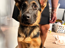 German shepherd