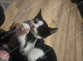 male kitten