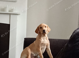 Kc labrador girl
