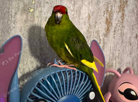 12 week male kakarikkki