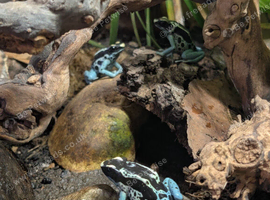 3 Baby Powder Blue Dart Frogs + Vivarium & Equipment for Sale