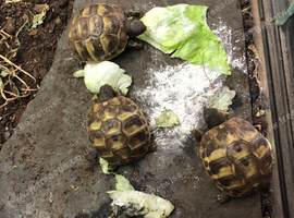 Hermanns hatchlings