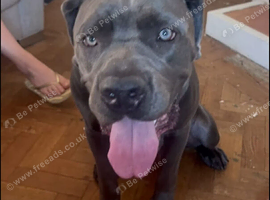 Female Cane corso