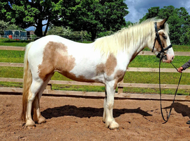 14.2hh 3 year old Cob X