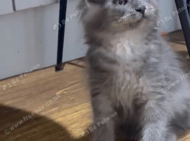 Maine Coon Kittens *Ready to leave