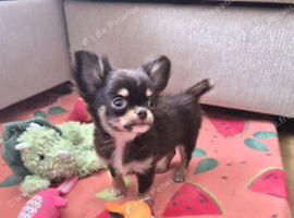 Chocolate Tri-Colour Long-Coat Chihuahua