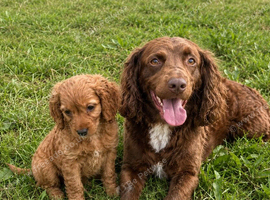 Cockapoo pups