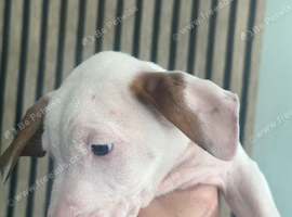 Staffy puppy&rsquo;s