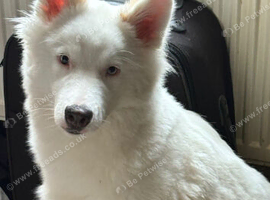 husky / malamute