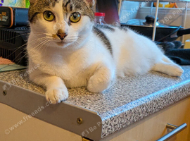 Young Female DSH Cat Needs New Home