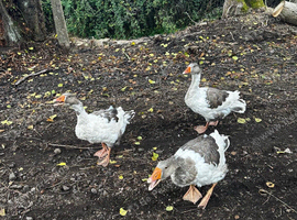 Beautiful geese for sale