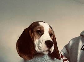 15 week old beagle