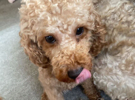 Adorable Cockapoo Puppies