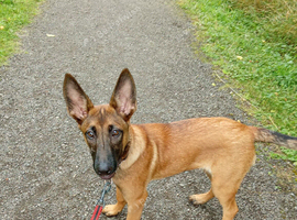 Belgian malanoi female 6 months old