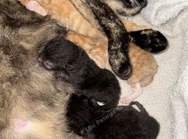 2black 2 ginger kittens