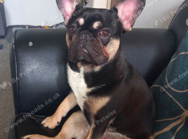 2 year old frenchie