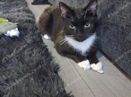 Male 8 months old