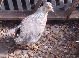 Cream Legbar Chickens Pair Cock and Hen Blue Eggs