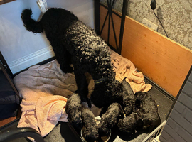 Ready to this weekendONE RESERVED .SIX STUNNING STANDARD POODLES