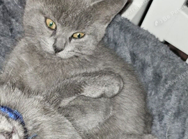 4 and half month british blue girl