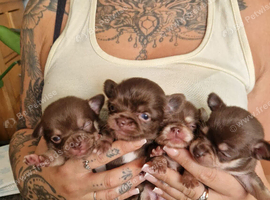 Beautiful chihuahua puppys