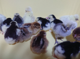 VACCINATED  CHICKS hatched fortnightly
