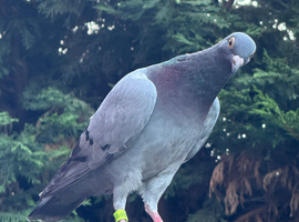 Racing pigeon